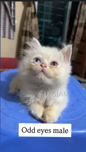 1-3 months Male Purebred Persian