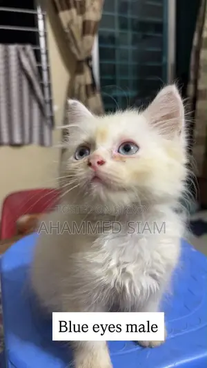 1-3 months Male Purebred Persian