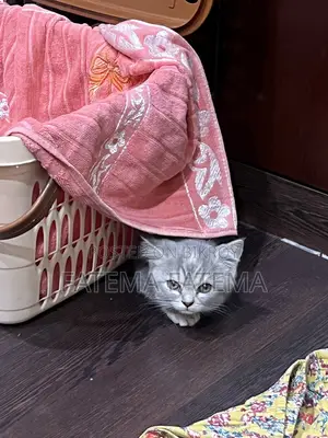 ১-৩ মাসের মহিলা খাঁটি আমেরিকান শর্টহিয়ার