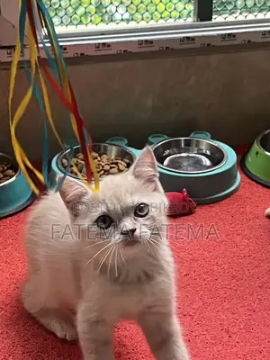 1-3 months Male Purebred American Shorthair