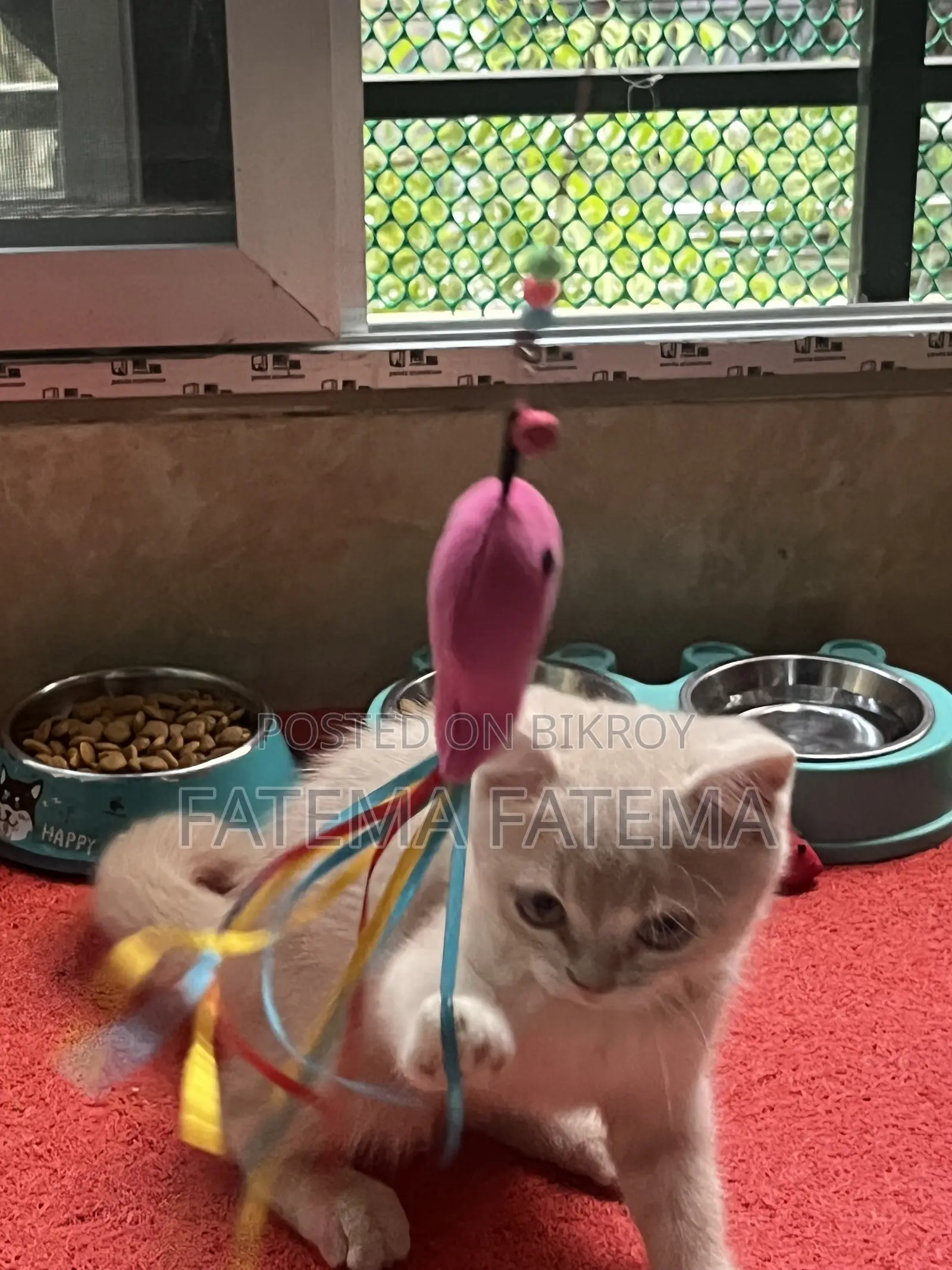 1-3 months Male Purebred American Shorthair