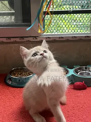 1-3 months Male Purebred American Shorthair
