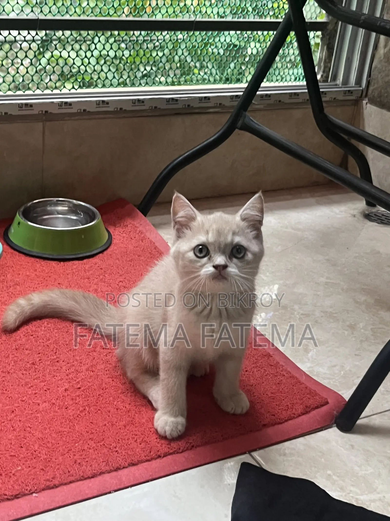 1-3 months Male Purebred American Shorthair