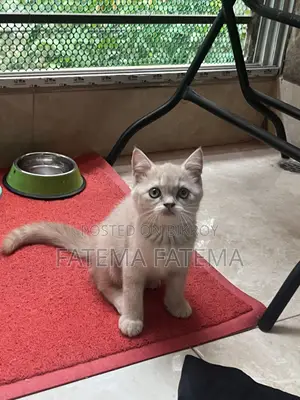 1-3 months Male Purebred American Shorthair