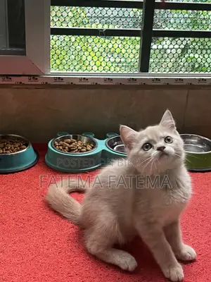 1-3 months Male Purebred American Shorthair