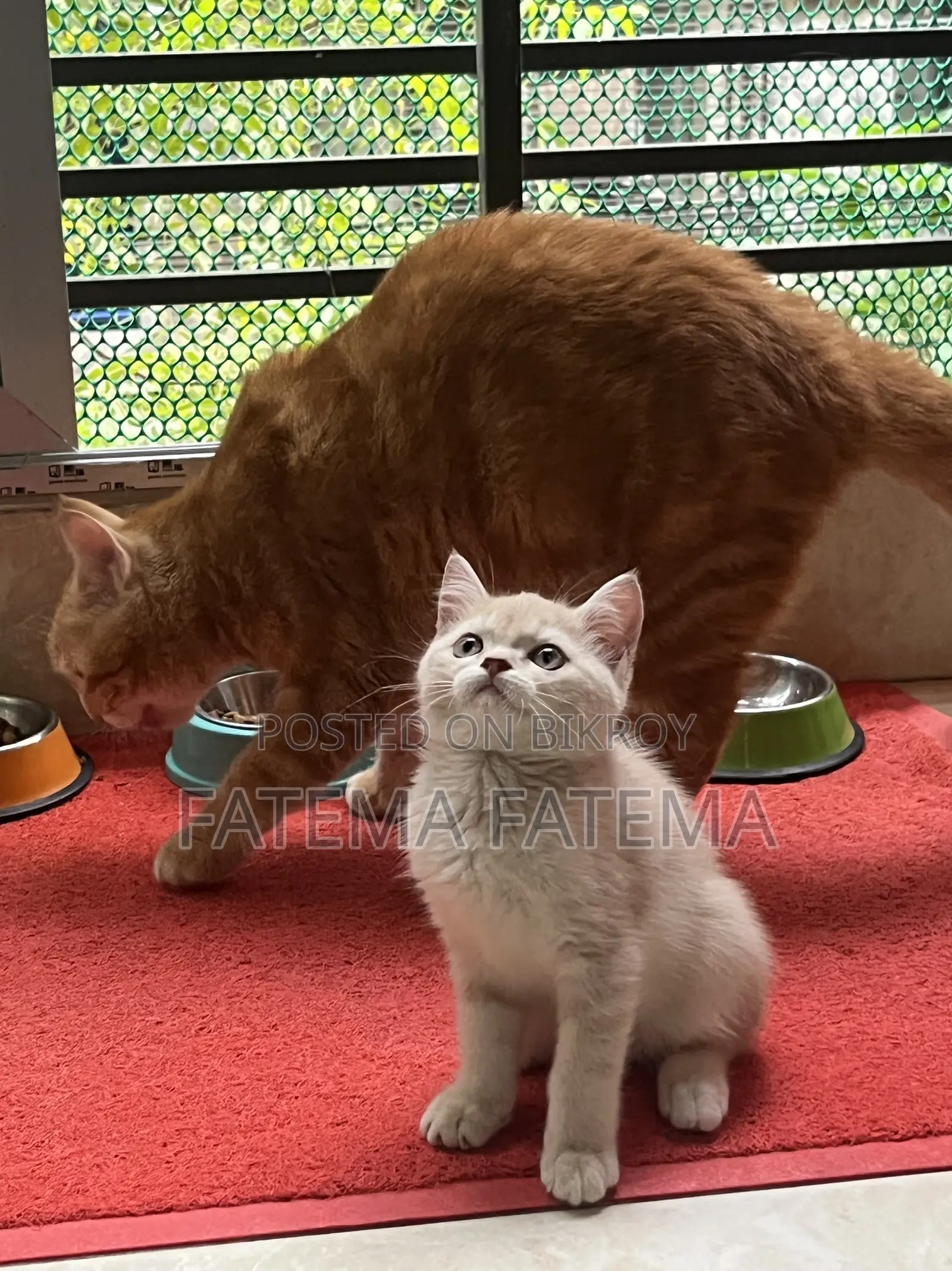 1-3 months Male Purebred American Shorthair