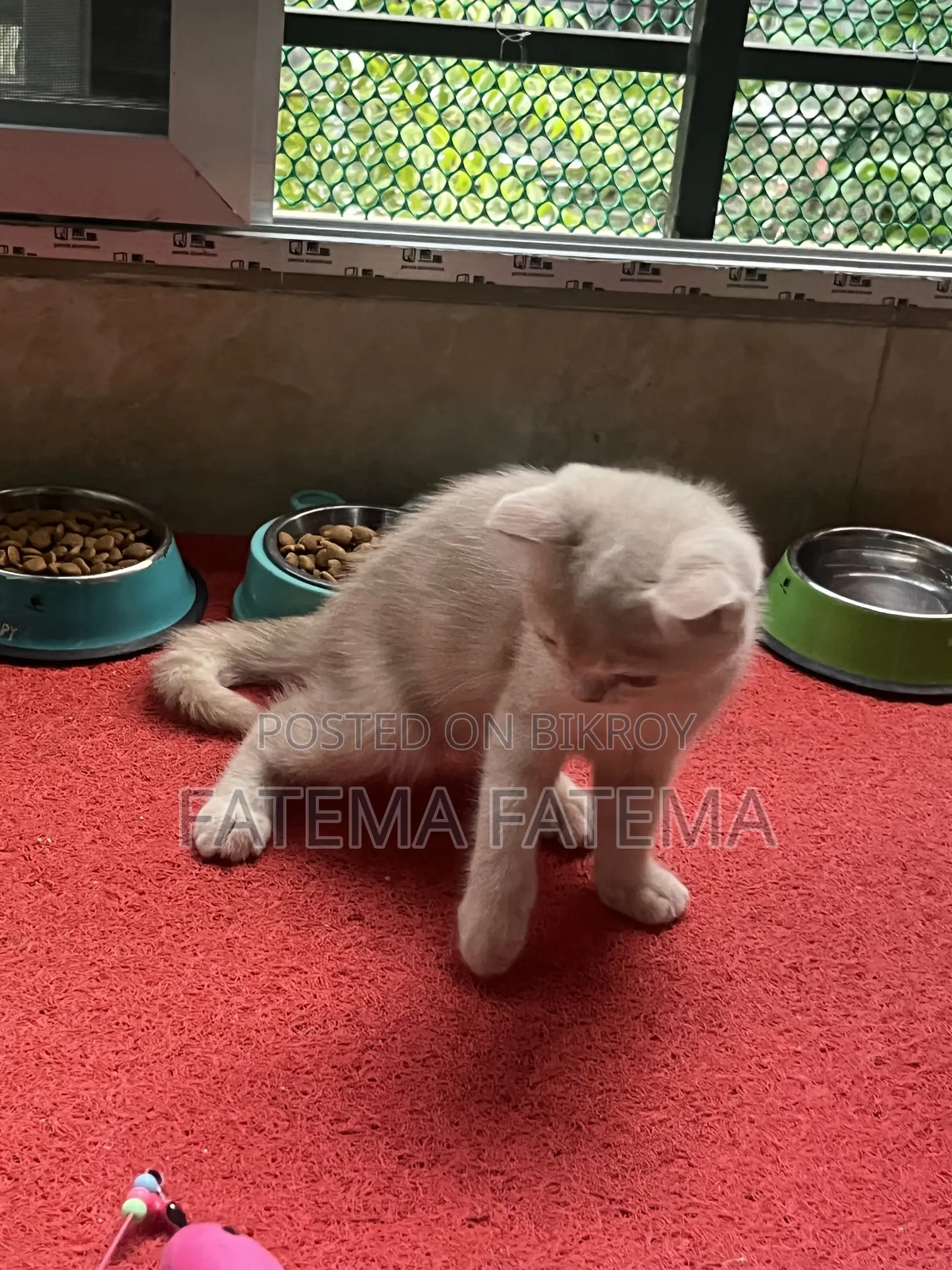 1-3 months Male Purebred American Shorthair