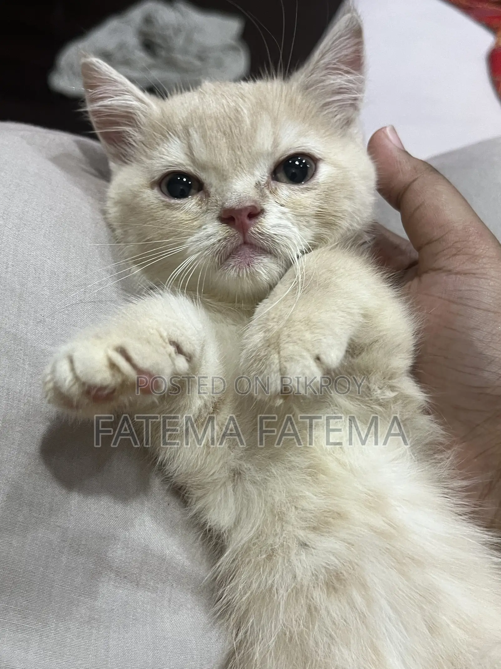 1-3 months Male Purebred American Shorthair