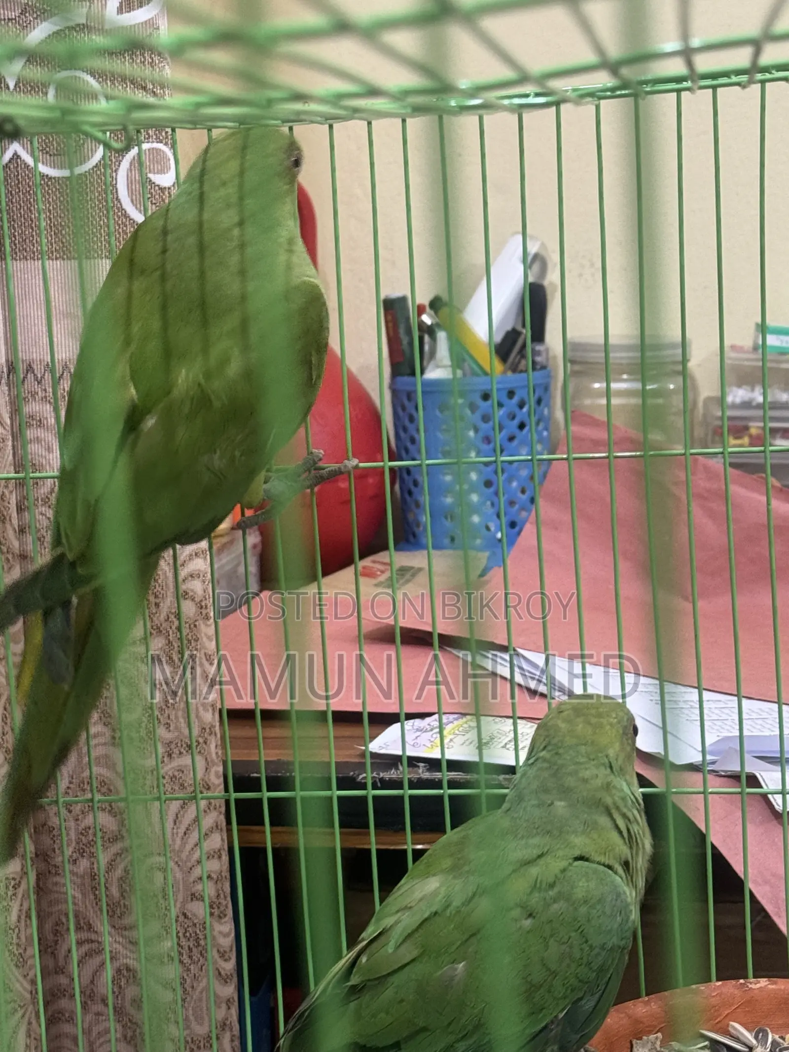Indian Ringneck