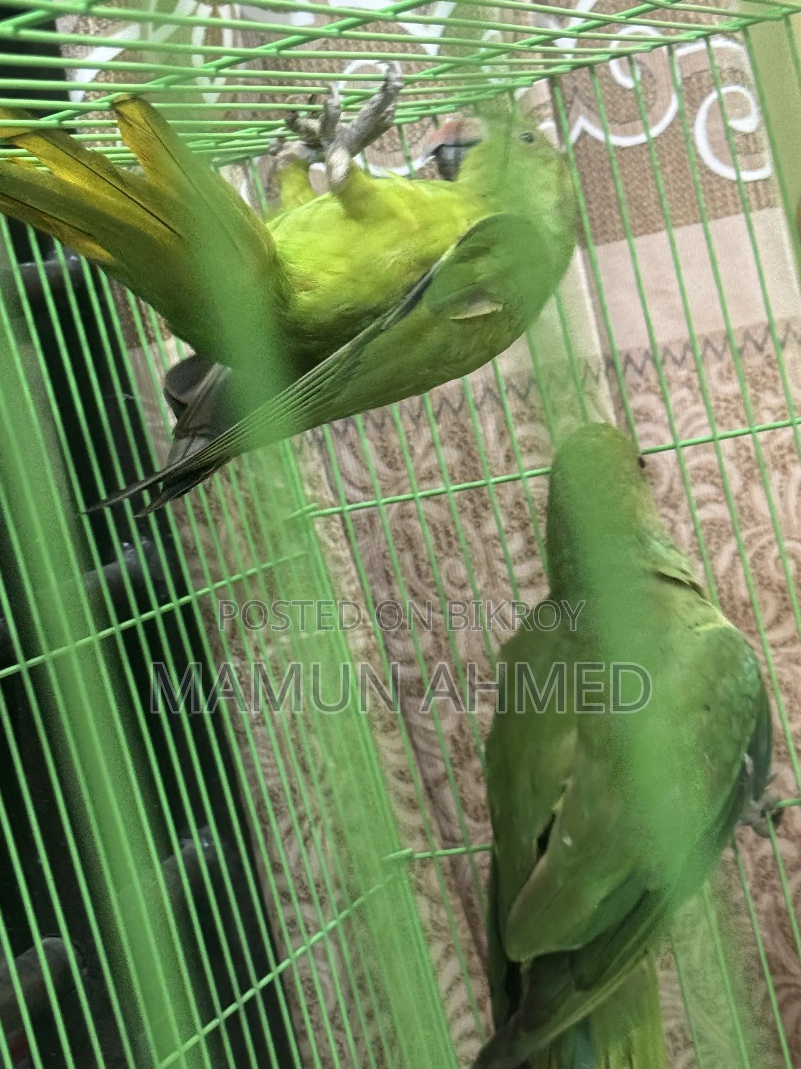 Indian Ringneck