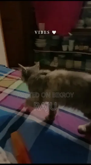 ৩-৬ মাসের ফিমেল পিওরব্রেড পার্সিয়ান