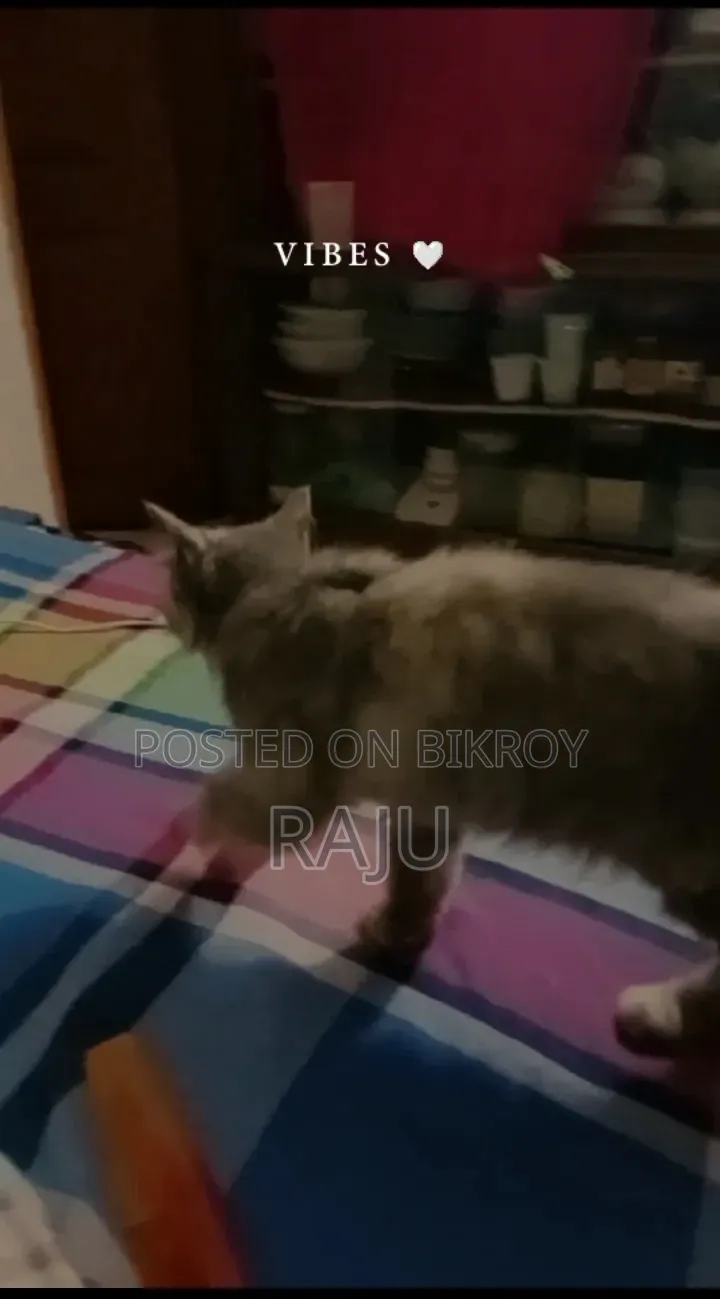 ৩-৬ মাসের ফিমেল পিওরব্রেড পার্সিয়ান
