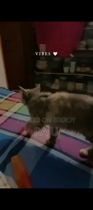 ৩-৬ মাসের ফিমেল পিওরব্রেড পার্সিয়ান