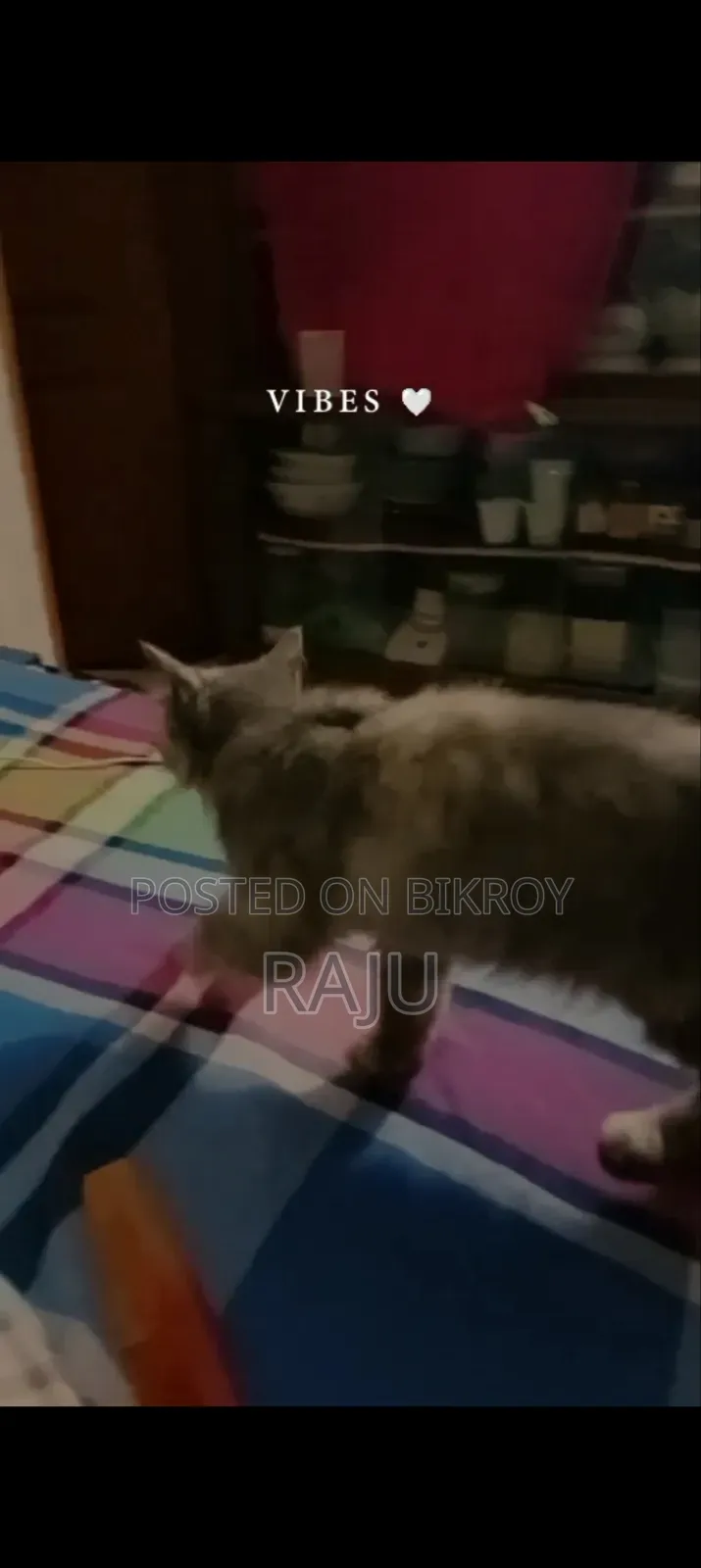 ৩-৬ মাসের ফিমেল পিওরব্রেড পার্সিয়ান