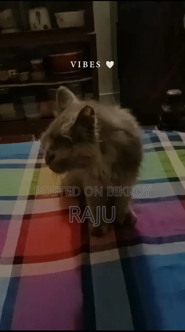 ৩-৬ মাসের ফিমেল পিওরব্রেড পার্সিয়ান