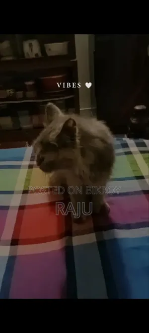 ৩-৬ মাসের ফিমেল পিওরব্রেড পার্সিয়ান