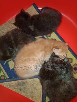 0-1 month Male Mixed Breed Persian