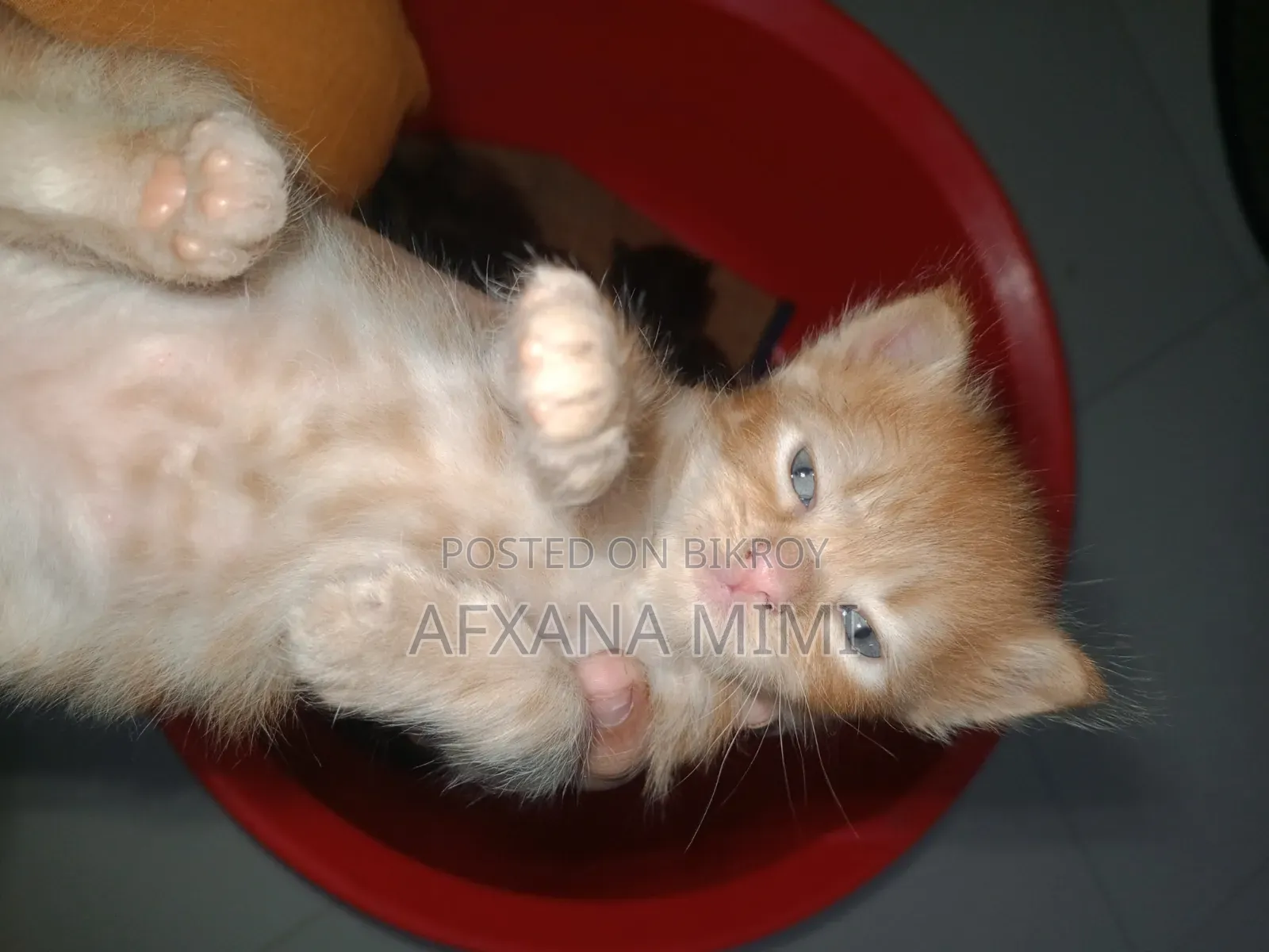0-1 month Male Mixed Breed Persian