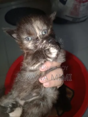 0-1 month Male Mixed Breed Persian