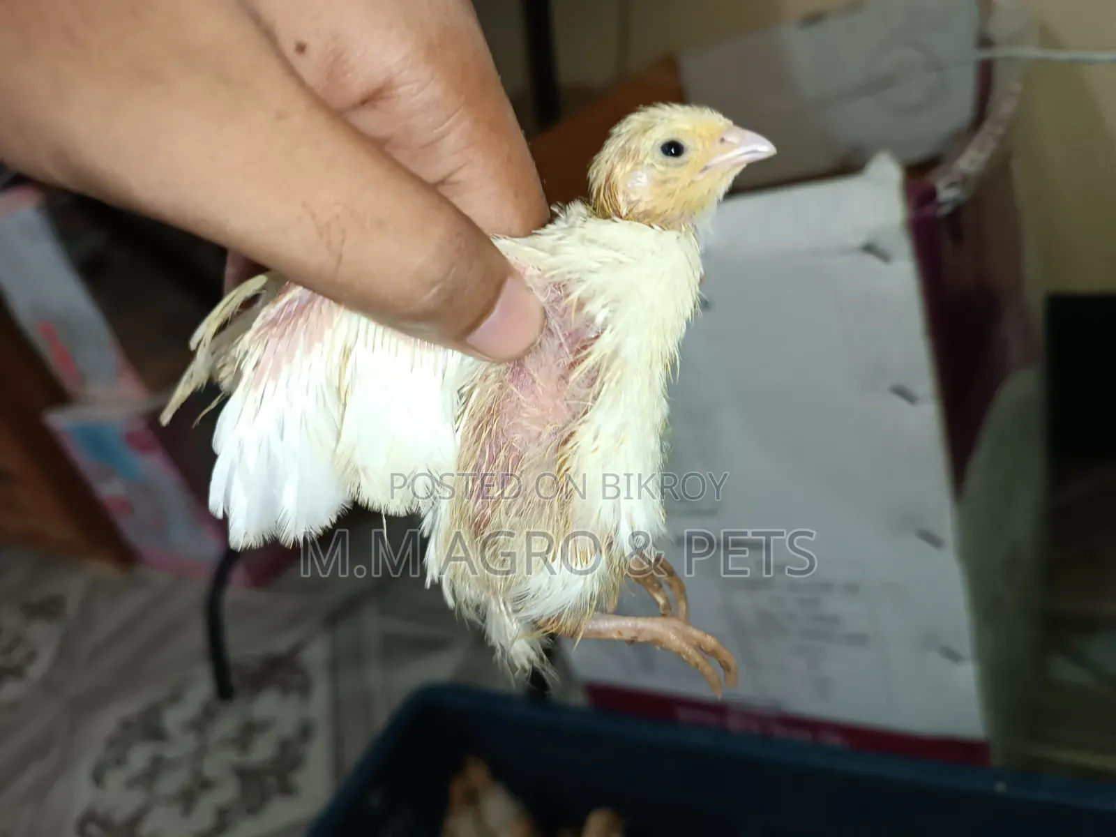 White Coturnix and Japanese Quail