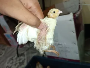 White Coturnix and Japanese Quail