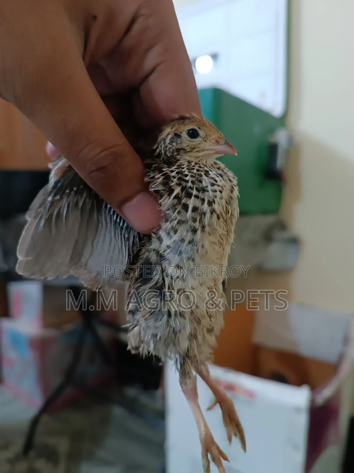 White Coturnix and Japanese Quail