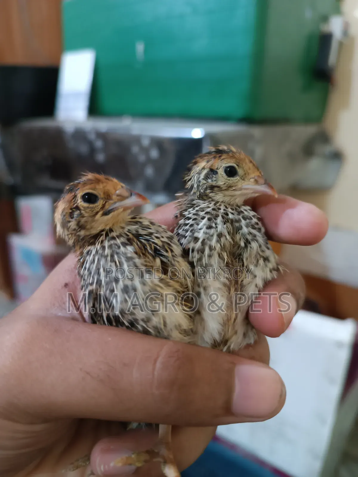 White Coturnix and Japanese Quail