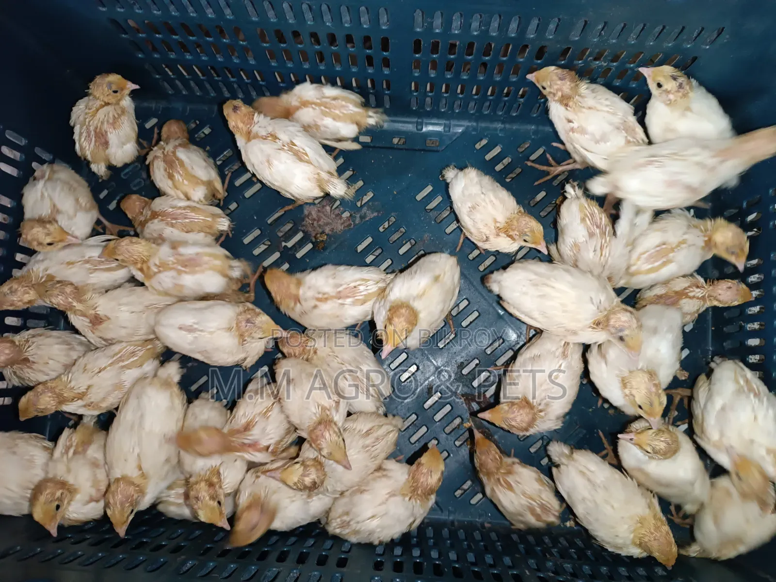 White Coturnix and Japanese Quail