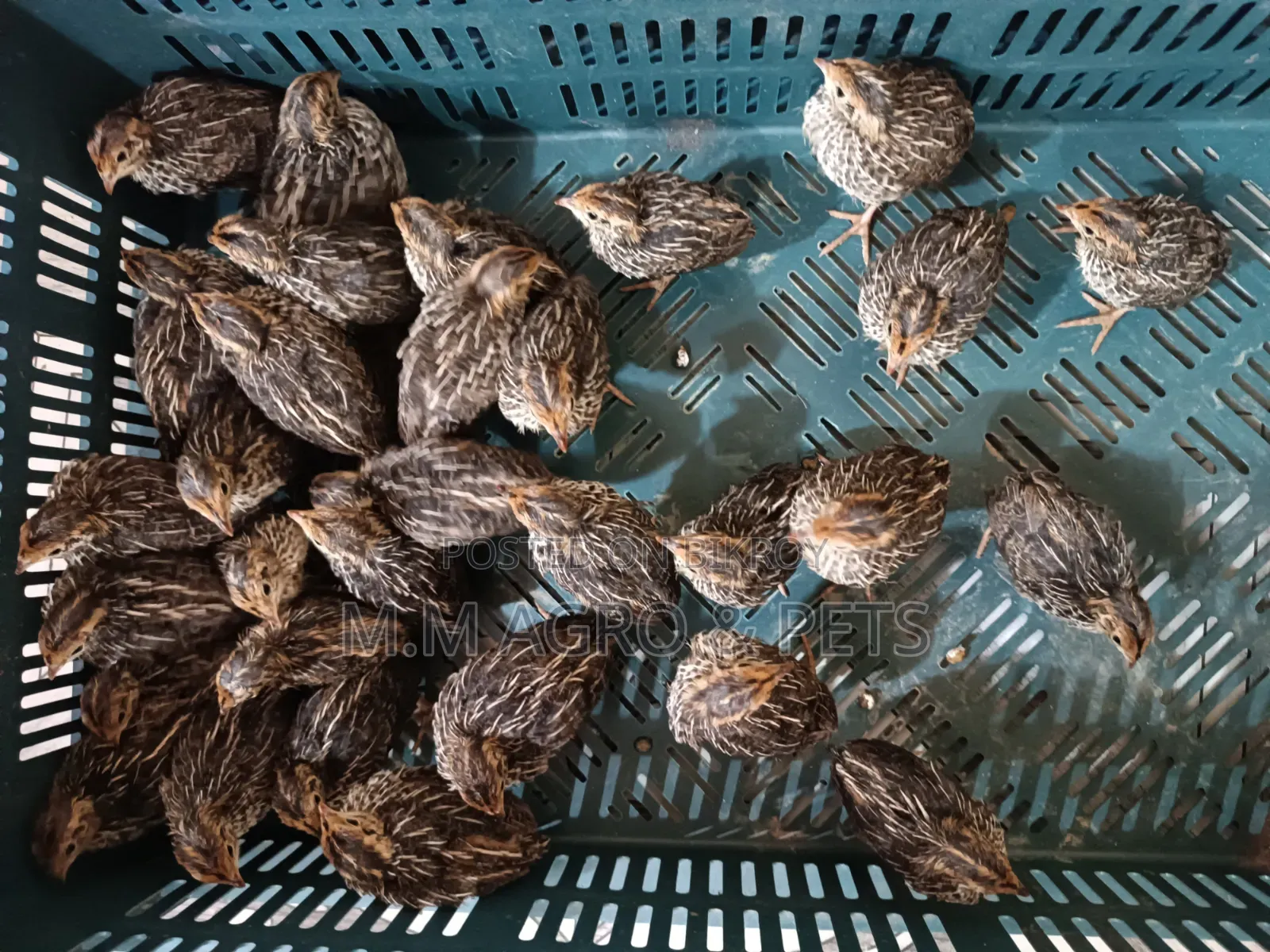 White Coturnix and Japanese Quail