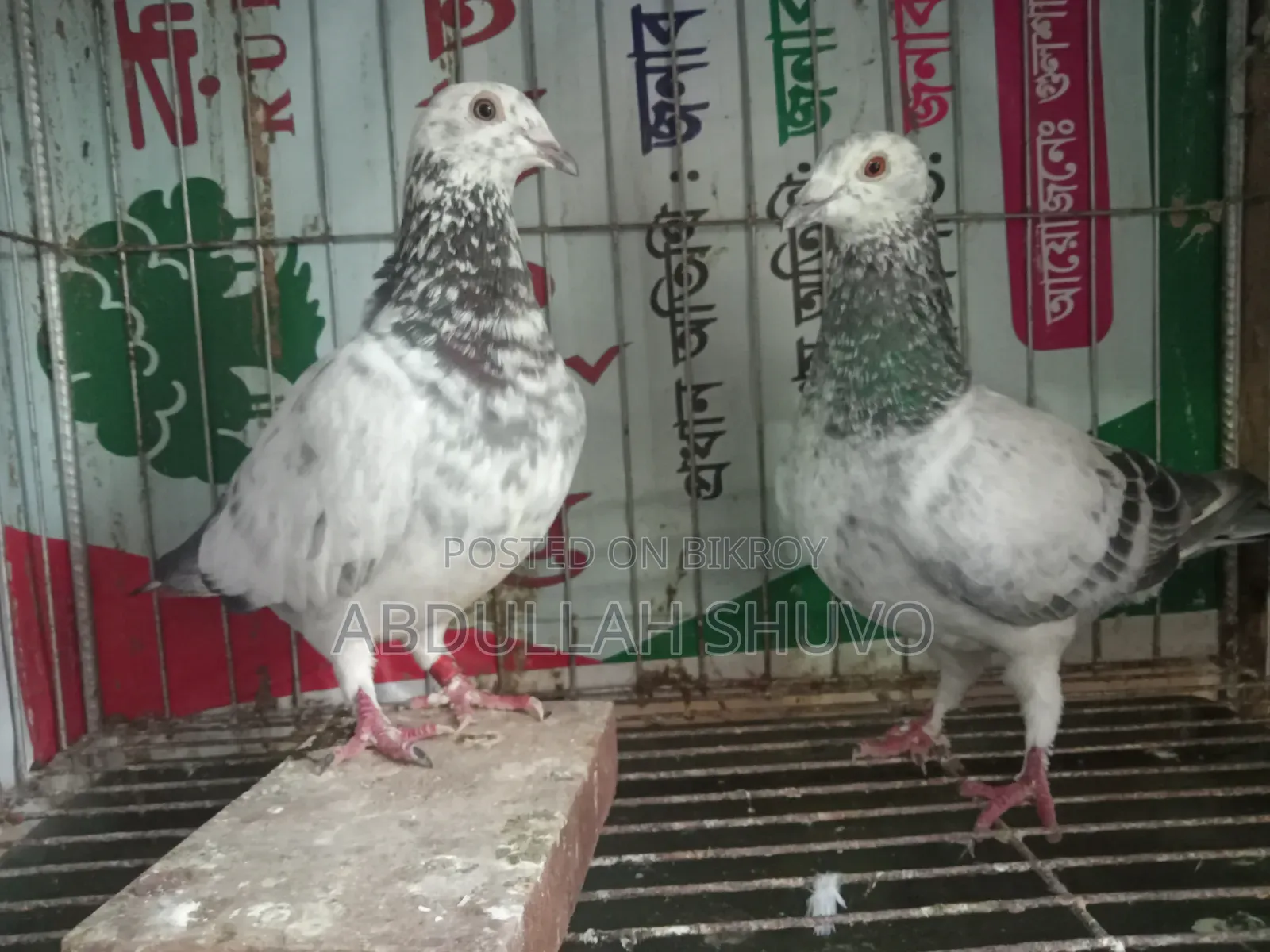 গ্রিজেল রানিং জোড়া