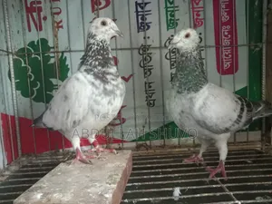 গ্রিজেল রানিং জোড়া