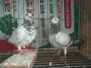 গ্রিজেল রানিং জোড়া
