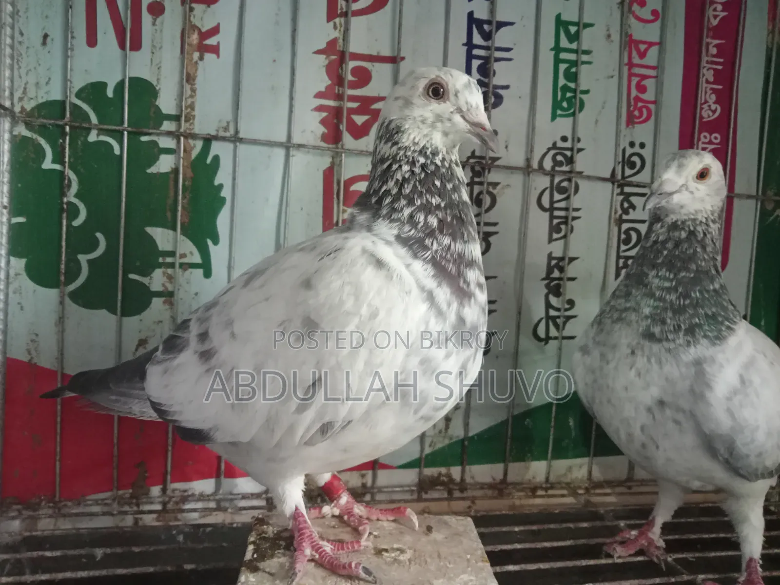 গ্রিজেল রানিং জোড়া