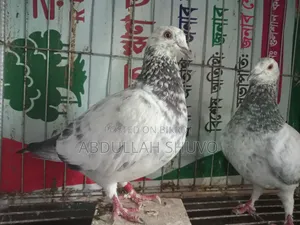 গ্রিজেল রানিং জোড়া