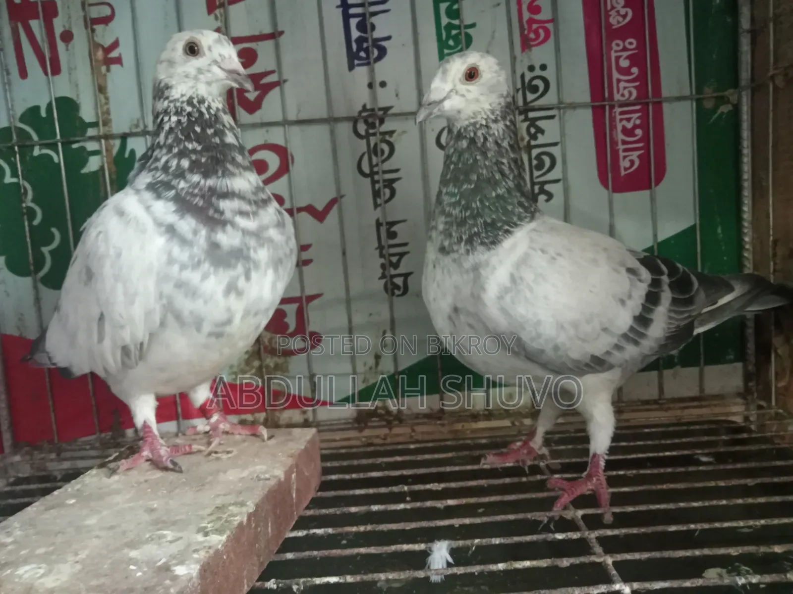 গ্রিজেল রানিং জোড়া