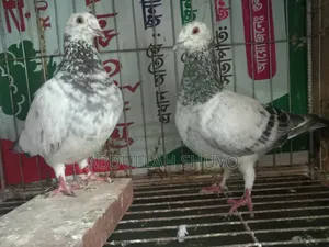 গ্রিজেল রানিং জোড়া