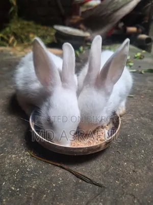 Cute Rabbit Babies