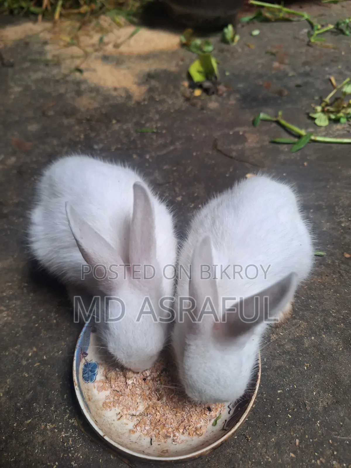 Cute Rabbit Babies