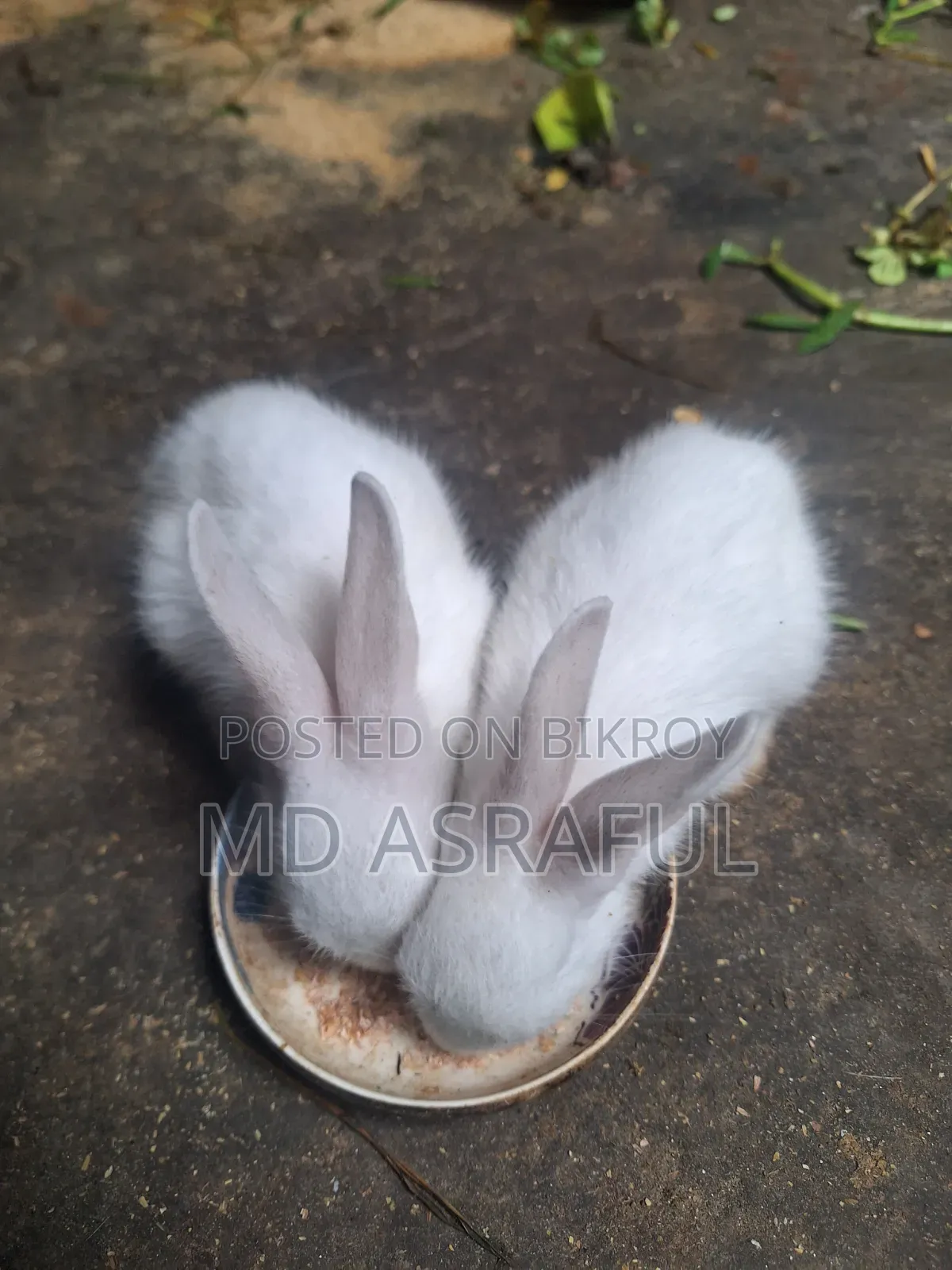 Cute Rabbit Babies