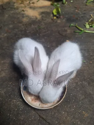 Cute Rabbit Babies