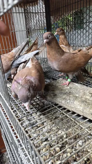 লাল গিরবাজ কবুতর
