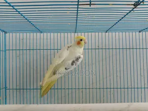 কোকাটেল মেল
