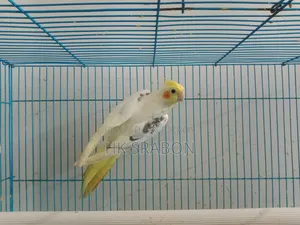 কোকাটেল মেল
