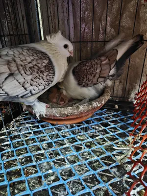 ঝর্না সাটিন