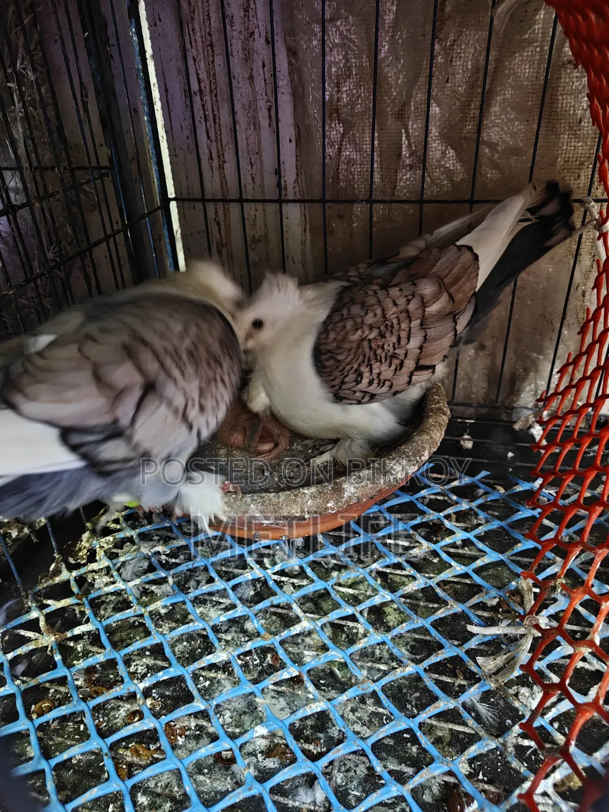 ঝর্না সাটিন