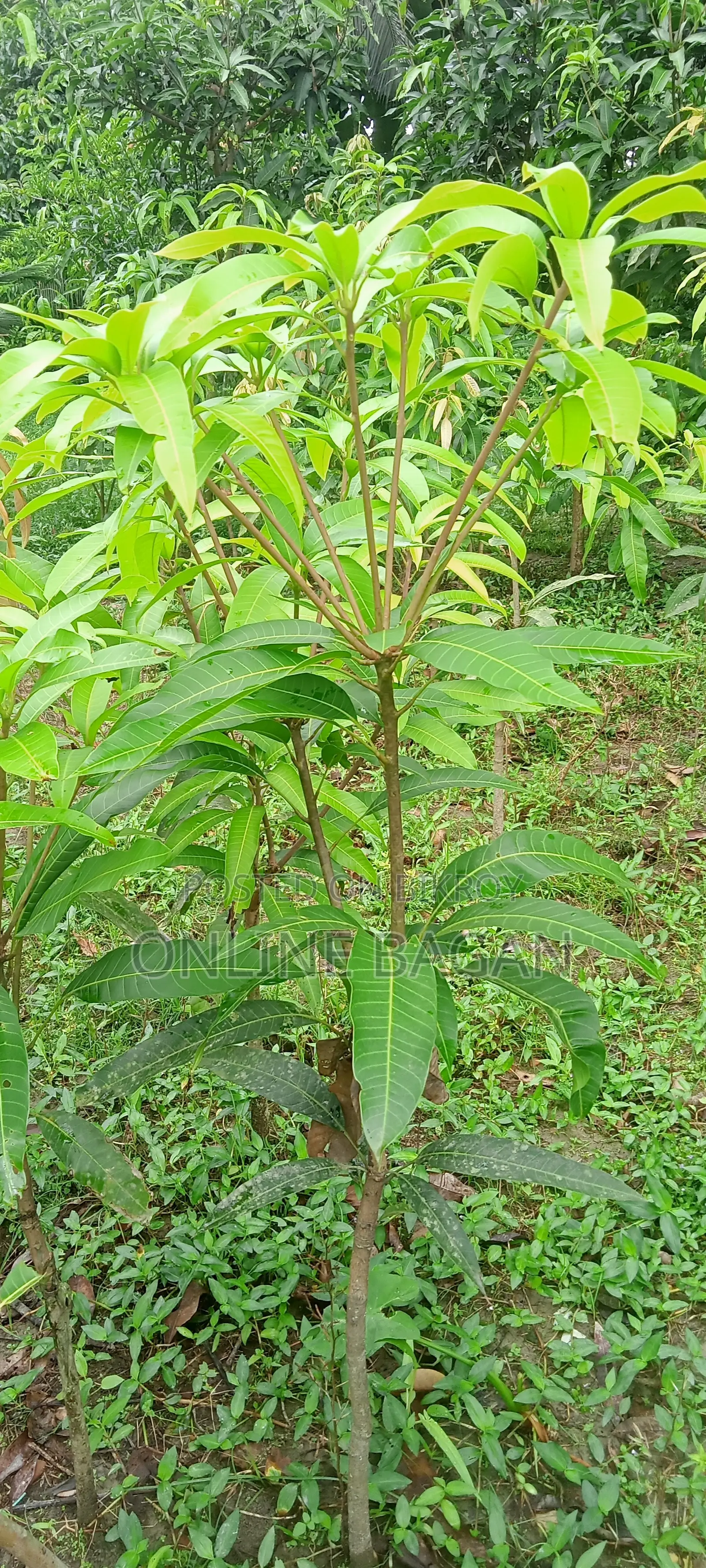Thai Banana Mango Sapling