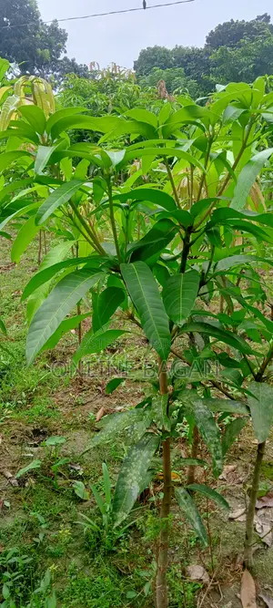 Thai Banana Mango Sapling