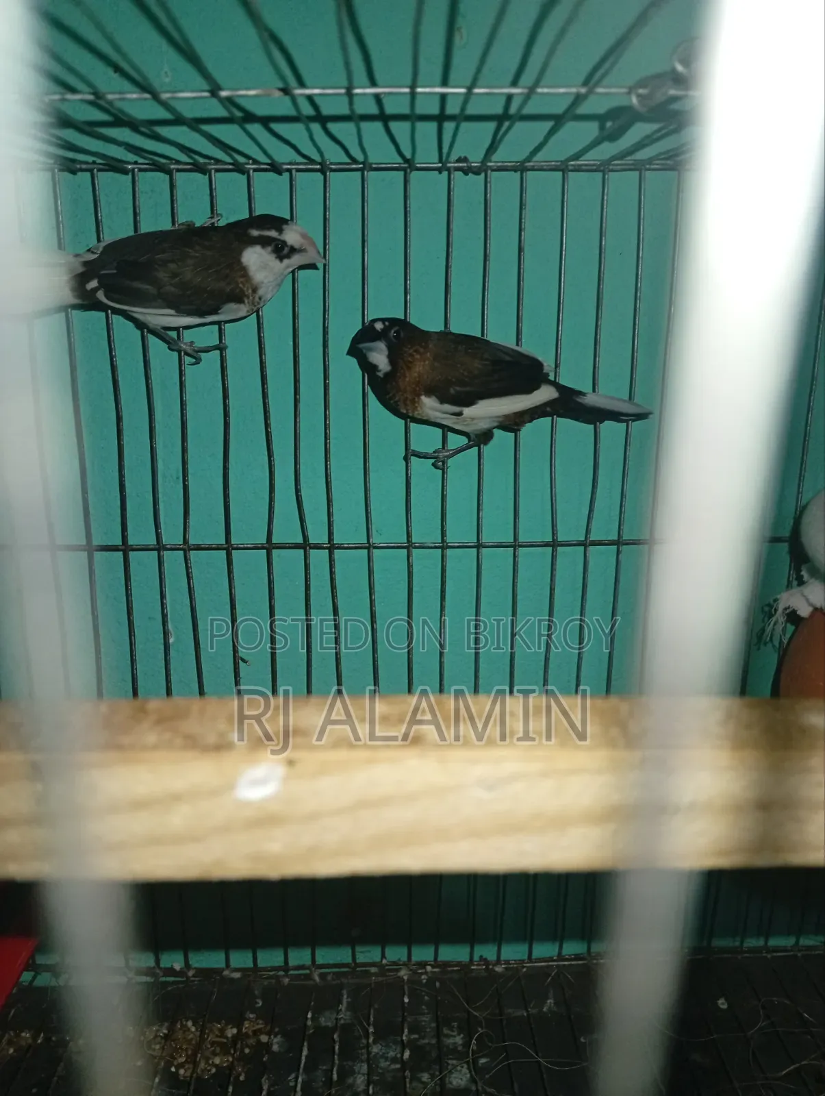 Bengali Finch Male Female Confirmed