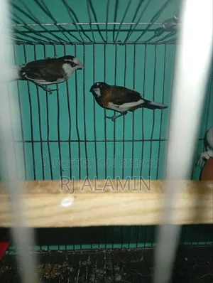 Bengali Finch Male Female Confirmed