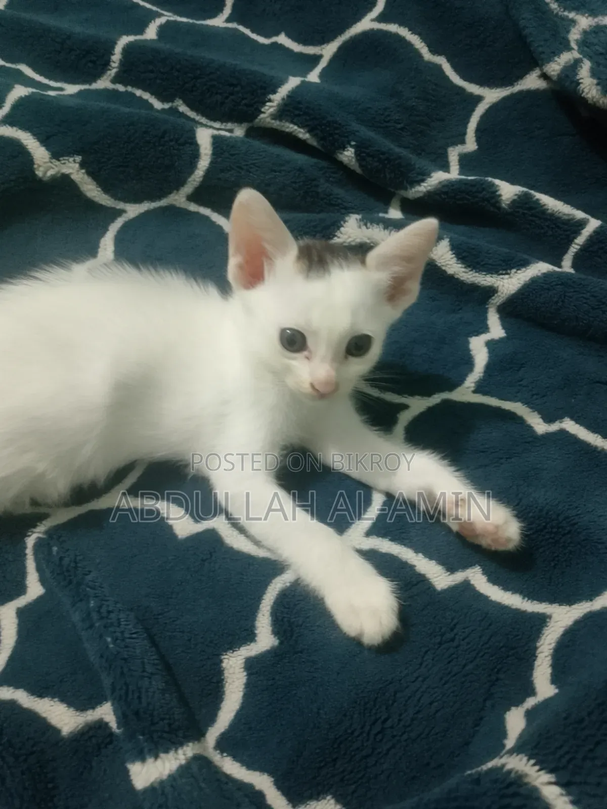 1-3 Months Male Mixed Breed Bengal